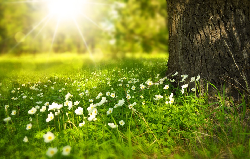 chinese medicine and the spring season